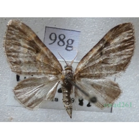 Pterapherapteryx sexalata (Retzius, 1783) Płatynka wierzbówka Czech98g